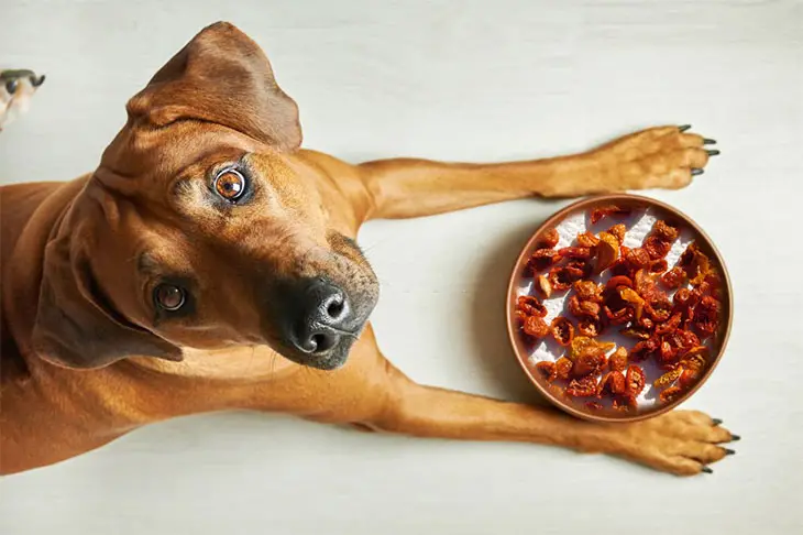 Can Dogs Eat Sun Dried Tomatoes
