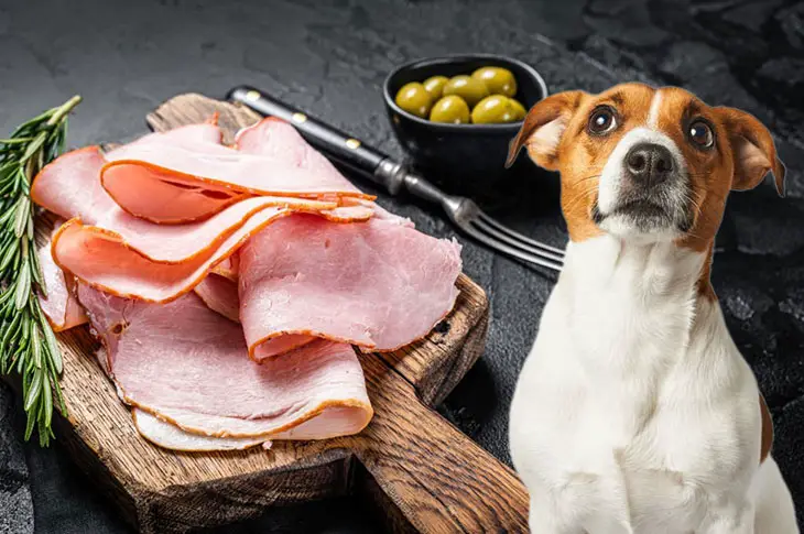 Can Dogs Eat Turkey Cold Cuts