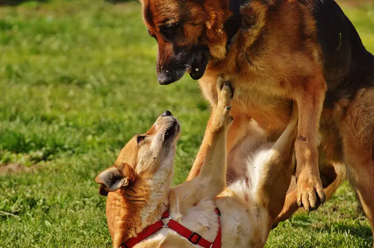 puppy fighting