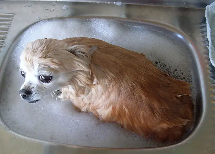 can i wash my dog with gain dish soap
