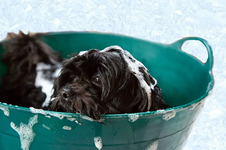 is gain dish soap safe for dogs