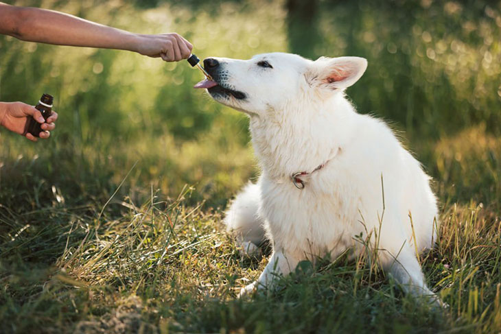 What can I give my dog for gas relief