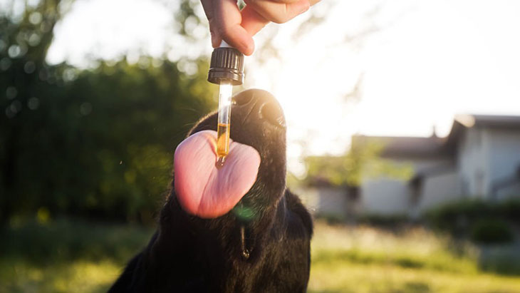 can you give a dog mylicon for gas