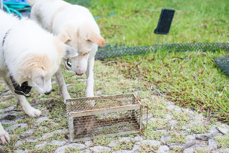 do mice bite dogs