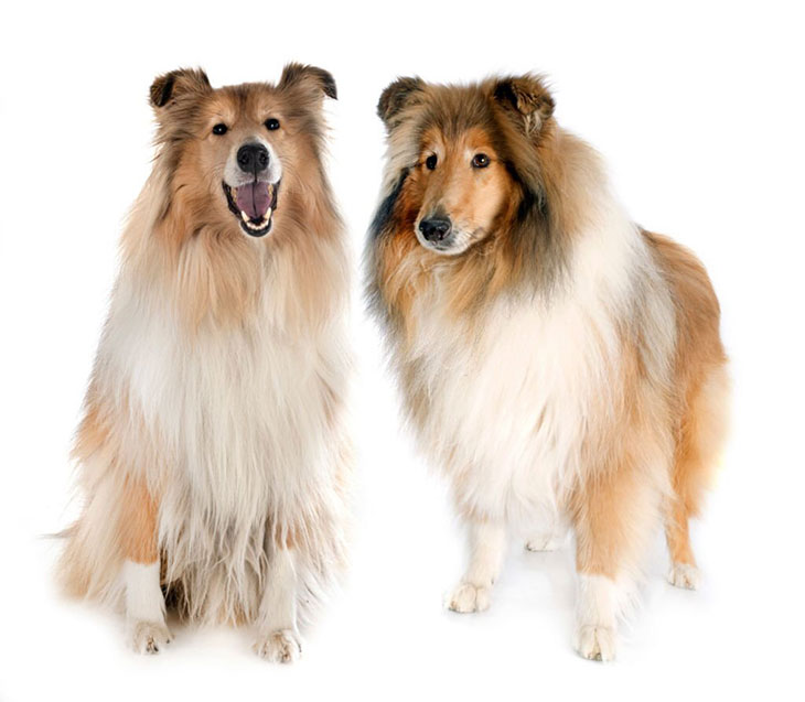 rough coat collie
