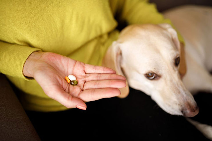 can dogs take trazodone daily