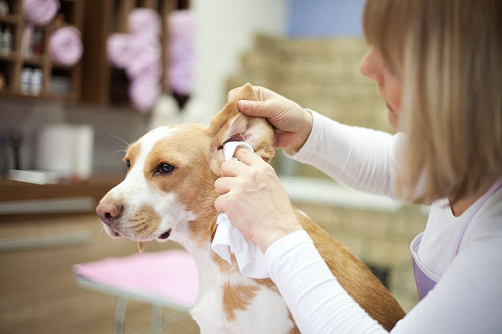 dogs ears get hot at night