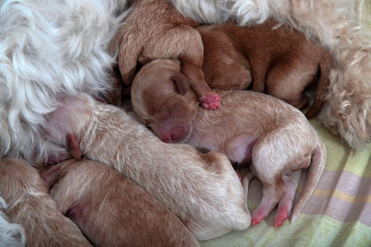 how many puppies do dogs have