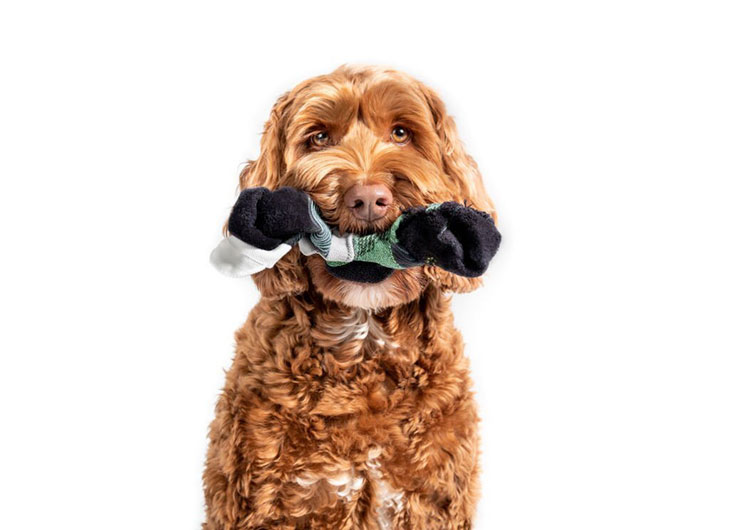 induce vomiting dog ate sock