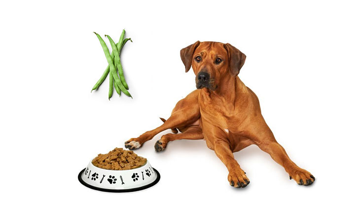 kidney safe foods for dogs