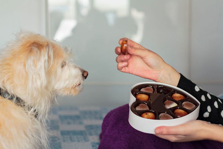 my dog licked some chocolate