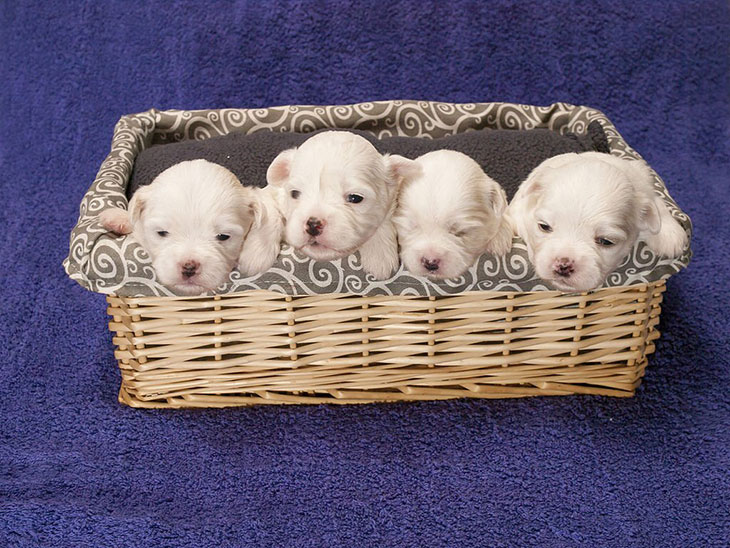 why do dogs have litters