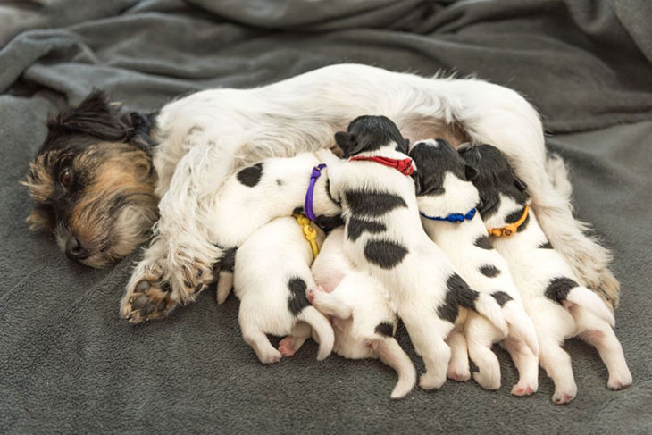 why do dogs have so many puppies