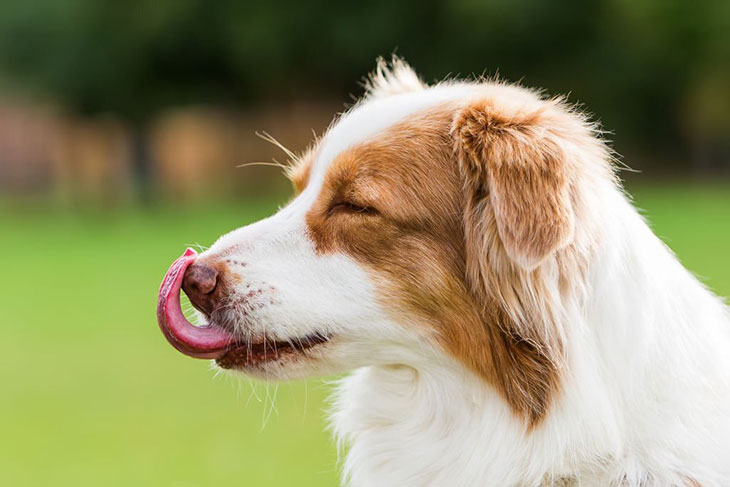 Do dogs lick a lot before throwing up