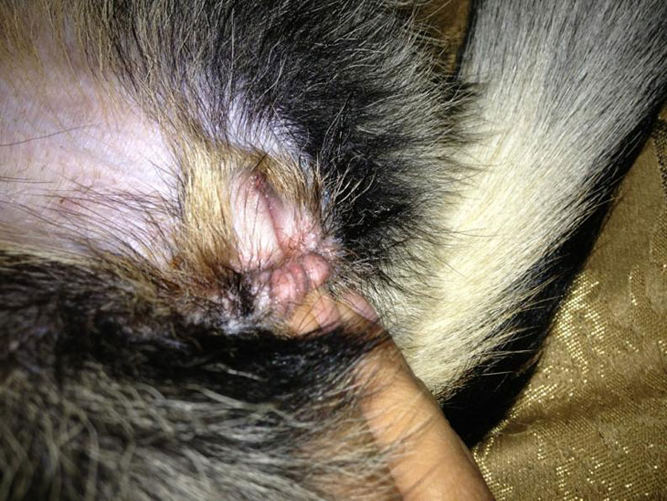 black stuff around dogs vulva