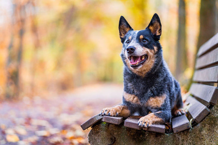 blue heeler lifespan