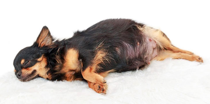 heavy panting in pregnant do