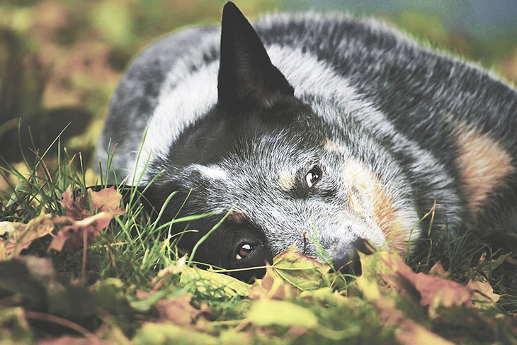 how old do blue heelers live