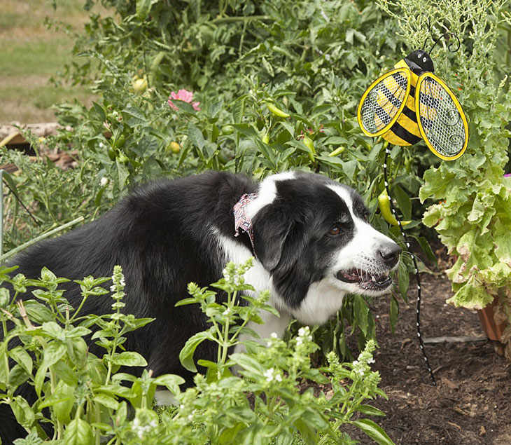 is cayenne pepper bad for dogs
