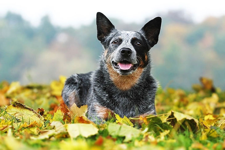 life span of blue heeler
