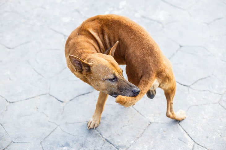 why does my dog bite his tail until it bleeds
