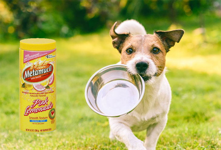 can dogs have metamucil