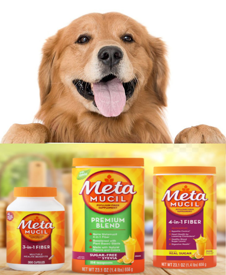 can i give my dog orange flavored metamucil