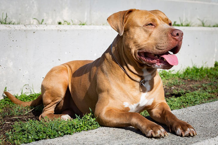 common causes of death in pit bulls