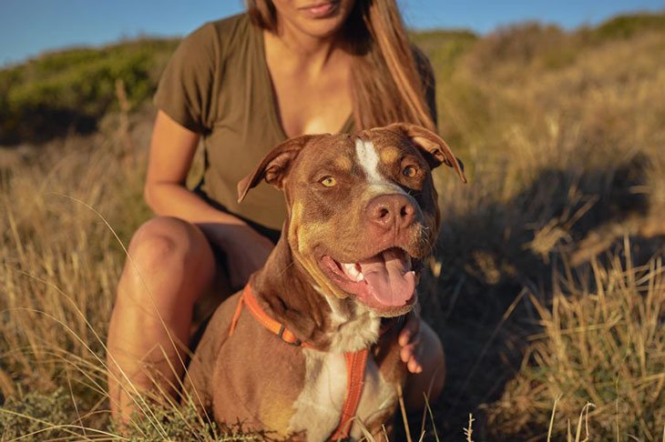 how common are pit bull attacks
