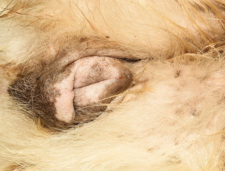 how common is silent heat in dogs