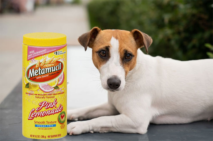 how much metamucil for dog
