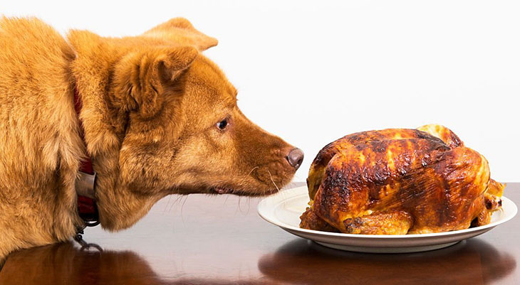 is chicken good for dogs everyday