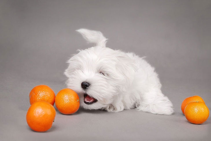 is oranges good for dogs stomach