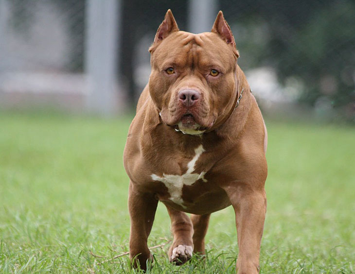 pitbull attacks vs other breeds