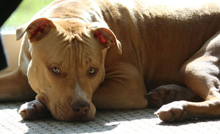 what do pit bulls usually die from