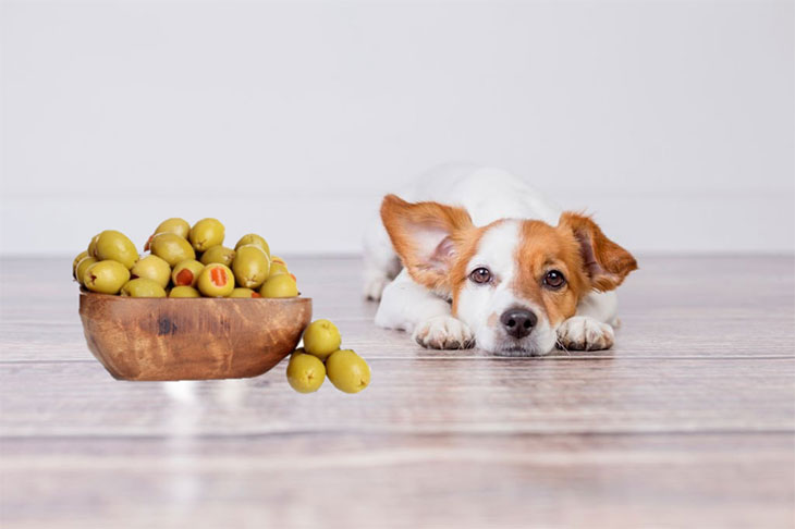 Can dogs eat pimentos