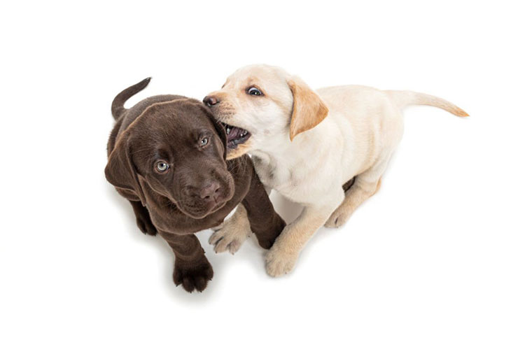 Can teething puppies have pig ears