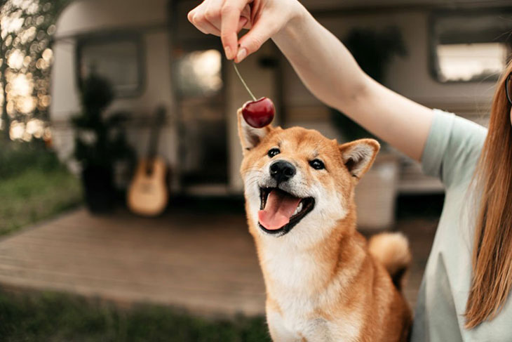 Is cherry bark poisonous to dogs