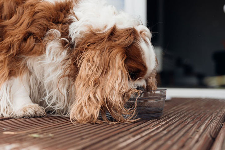 Is-it-OK-to-withhold-water-from-a-dog