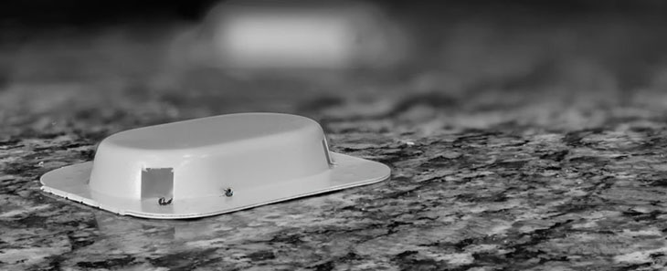 are raid ant traps poisonous to dogs