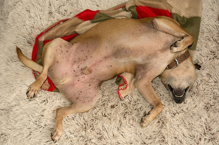 bruise on dog's belly