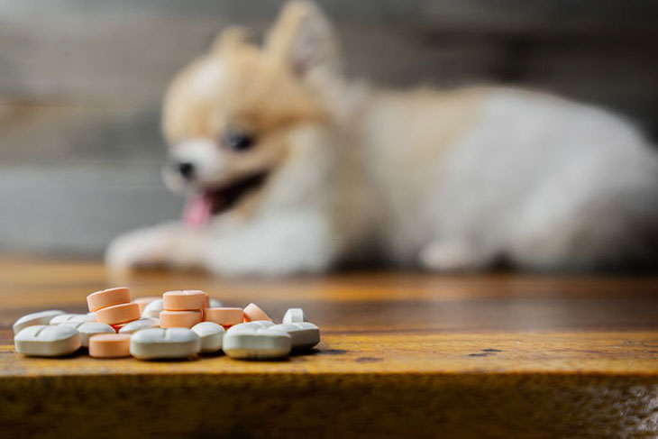 can a multivitamin hurt a dog