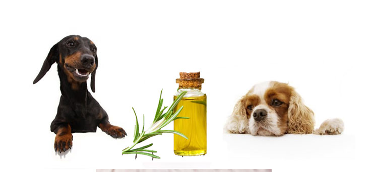 can dogs eat rosemary extract