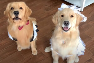 What States Can A Dog Sign A Marriage License? How To Get It?