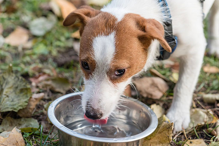 do dogs like cold water