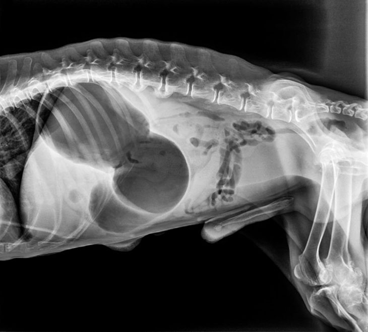 dog abdominal fluid