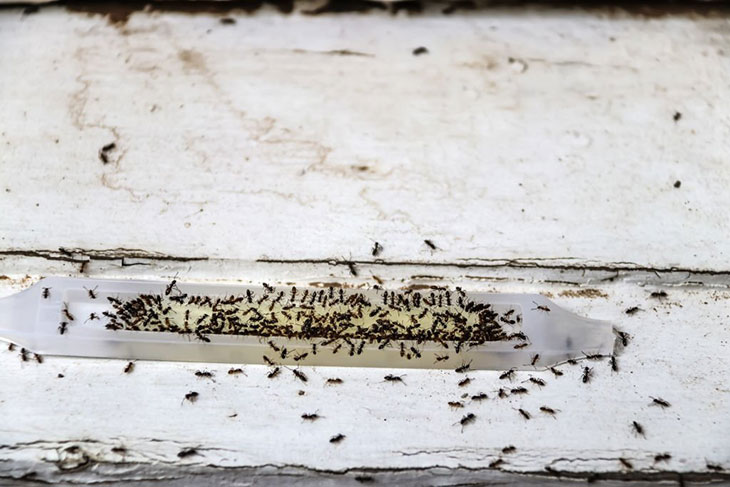 dog ant trap