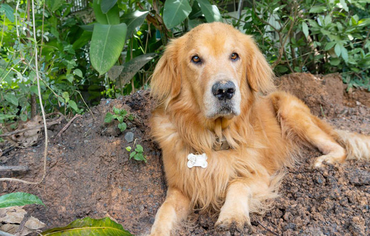 dog droopy eye golden retriever