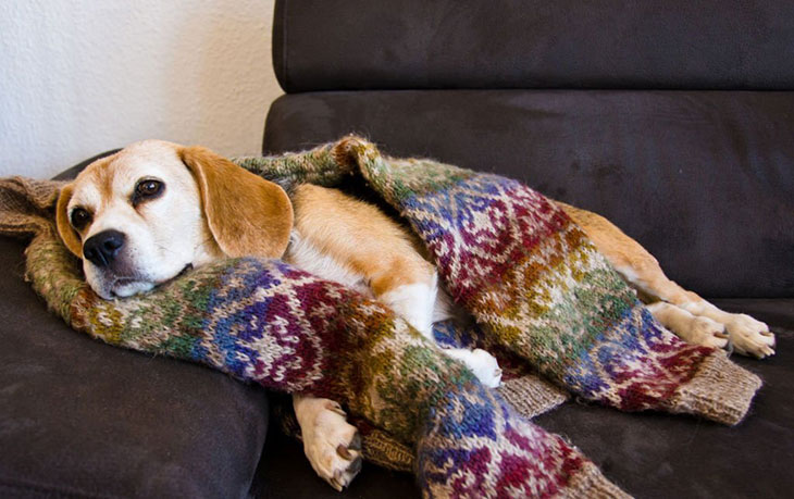 dog flu symptoms shaking
