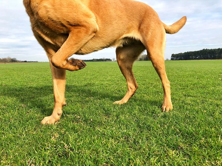 dog holding back leg up but no pain